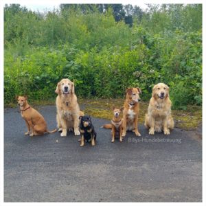 6 Hunde im sitzen