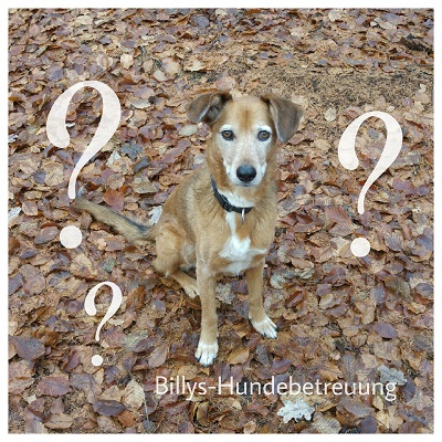 brauner Hund Mischling